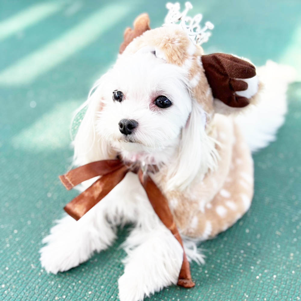 クリスマスイブ♪